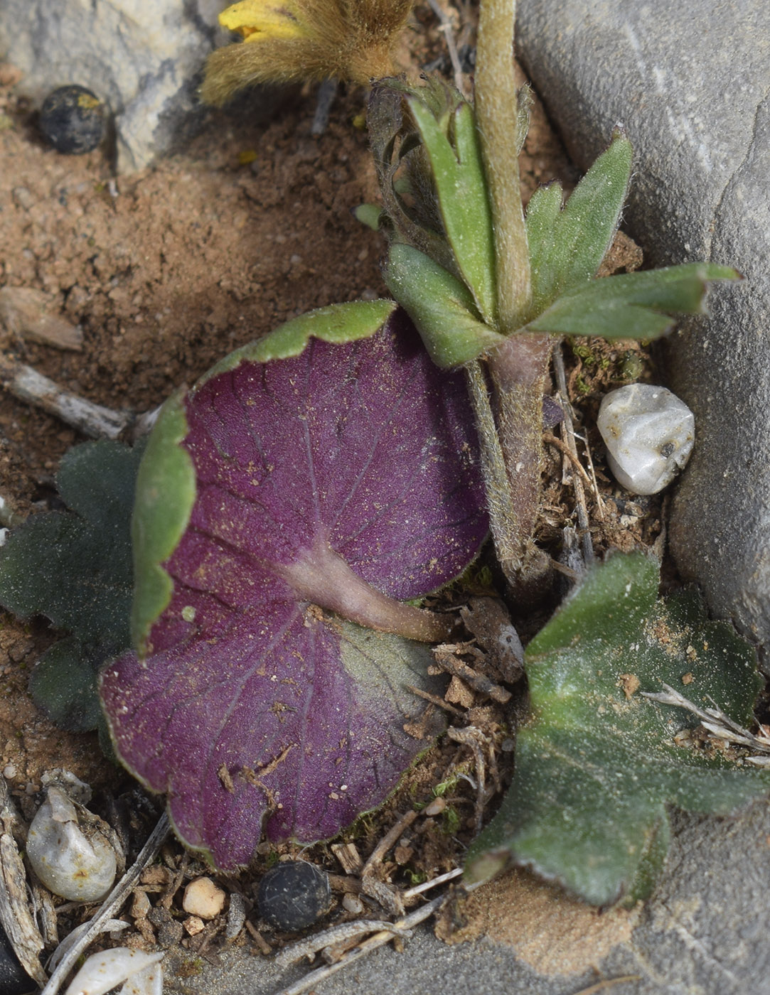 Изображение особи Anemone palmata.