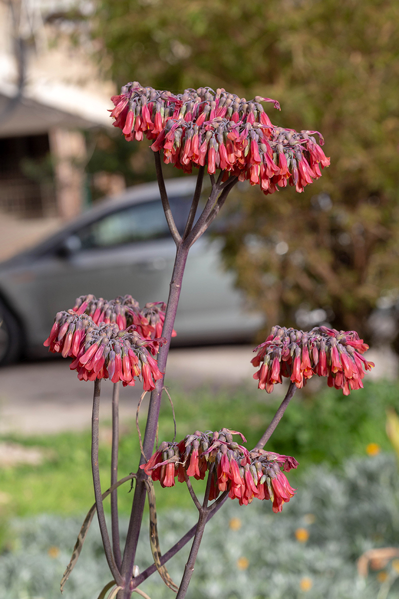 Изображение особи Kalanchoe &times; houghtonii.