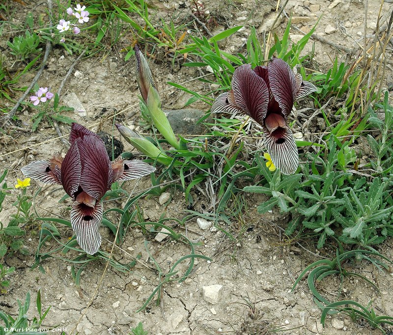 Изображение особи Iris acutiloba.