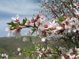 Amygdalus communis. Ветвь с цветками и молодыми листьями. Южный Казахстан, Таласский Алатау, запов. \"Аксу-Джабаглы\", левая сторона ущ. р. Джабаглы в р-не ур. Кызылжар, ≈ 1550 м н.у.м. (минлесхозовские посадки 1952-53 гг.). 18 апреля 2022 г.