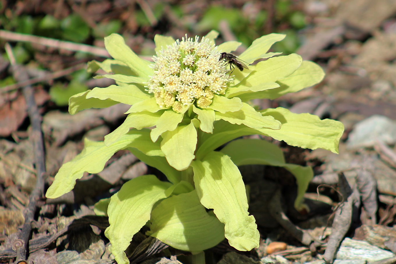 Изображение особи Petasites amplus.