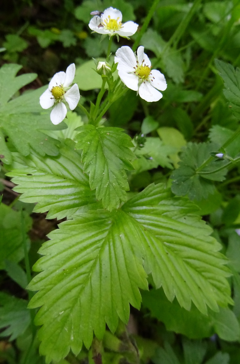 Изображение особи Fragaria vesca.