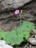 Primula minkwitziae