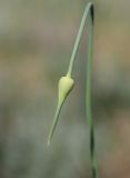 Allium atroviolaceum. Верхушка цветоноса с соцветием в бутонах. Дагестан, Кумторкалинский р-н, долина р. Шураозень, выбитая полынная степь. 22 мая 2022 г.