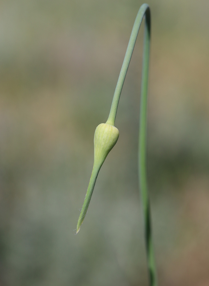 Изображение особи Allium atroviolaceum.