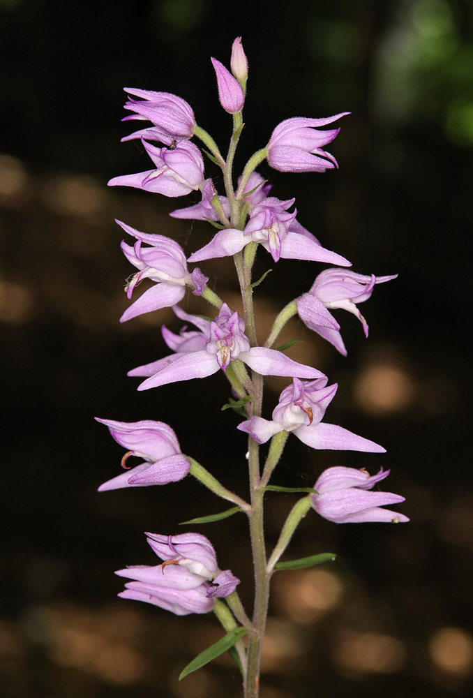 Image of Cephalanthera rubra specimen.