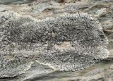 Lobothallia alphoplaca