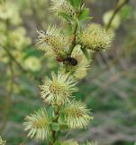 Salix myrsinifolia