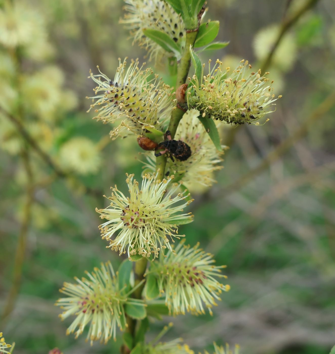 Image of Salix myrsinifolia specimen.