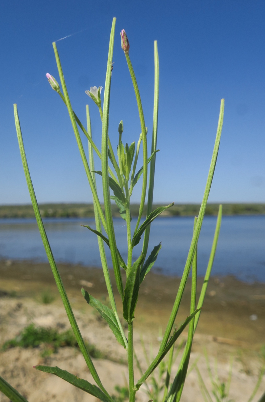 Изображение особи род Epilobium.