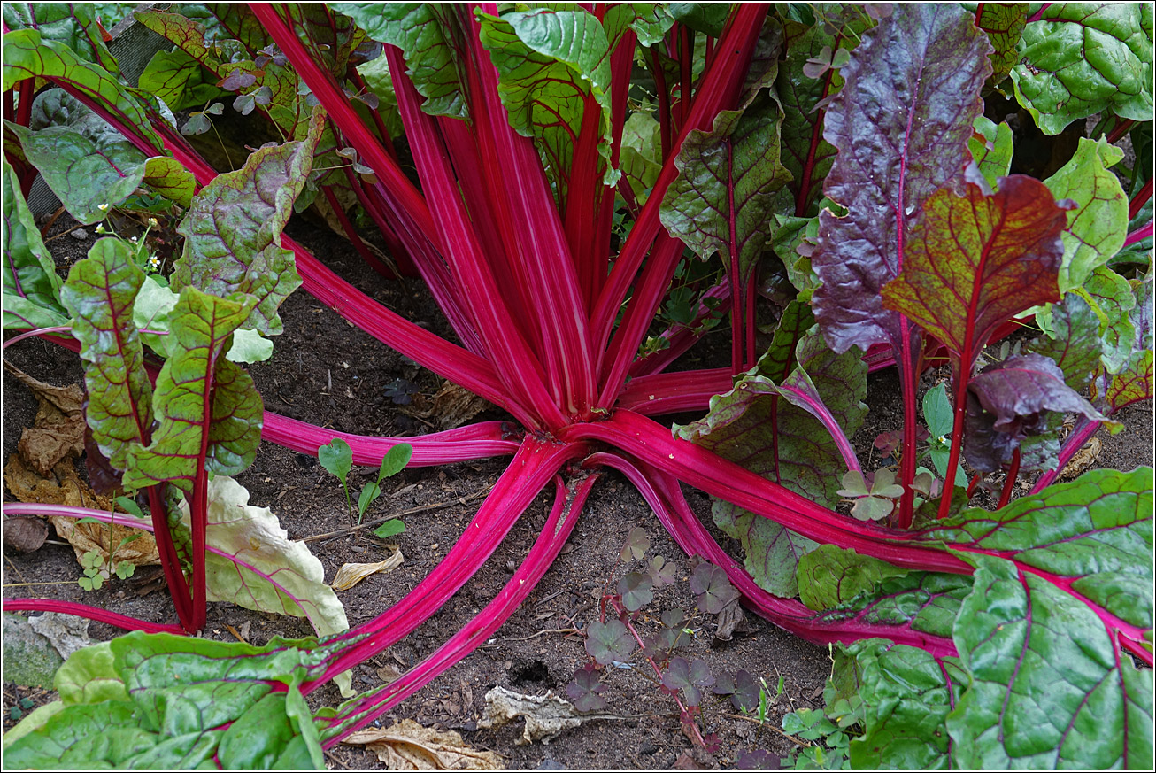 Image of Beta vulgaris ssp. cicla specimen.