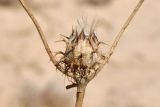 Cousiniopsis atractyloides