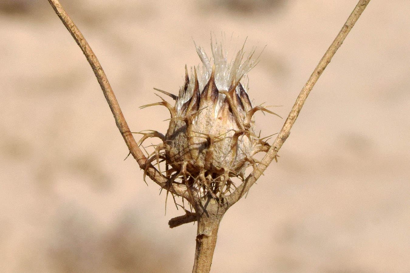 Image of Cousiniopsis atractyloides specimen.