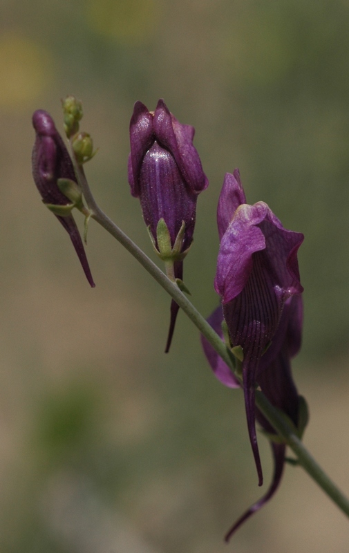 Изображение особи Linaria transiliensis.