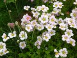 genus Saxifraga