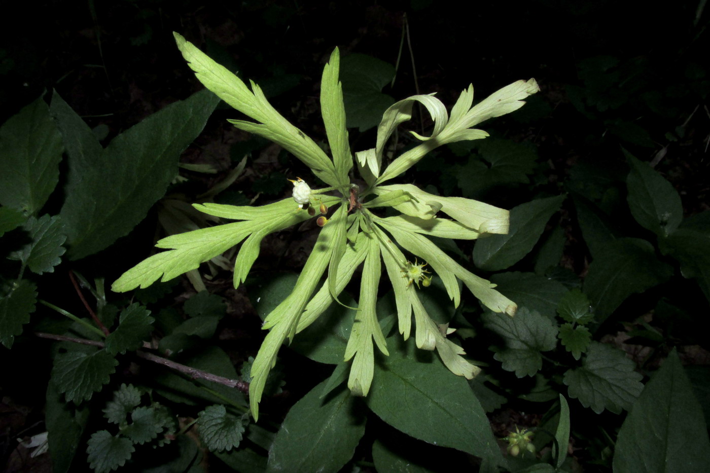 Изображение особи Anemone irinae.