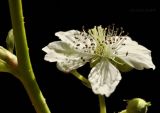 Rubus caesius