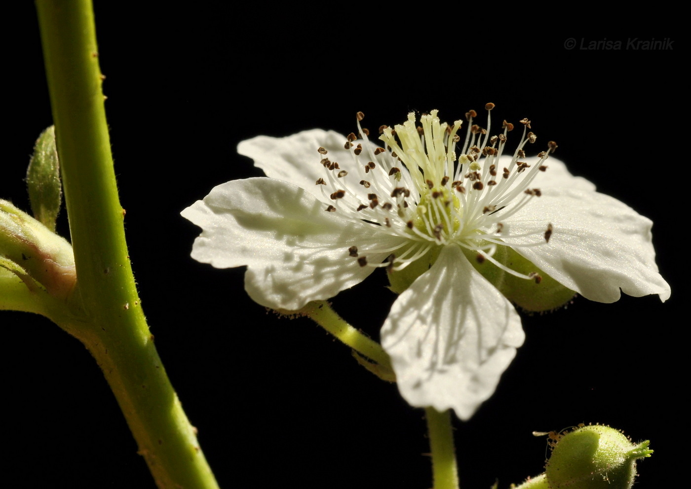 Изображение особи Rubus caesius.