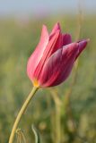 Tulipa suaveolens. Цветок. Калмыкия, Приютненский р-н, берег оз. Маныч-Гудило, степь. 17.04.2016.