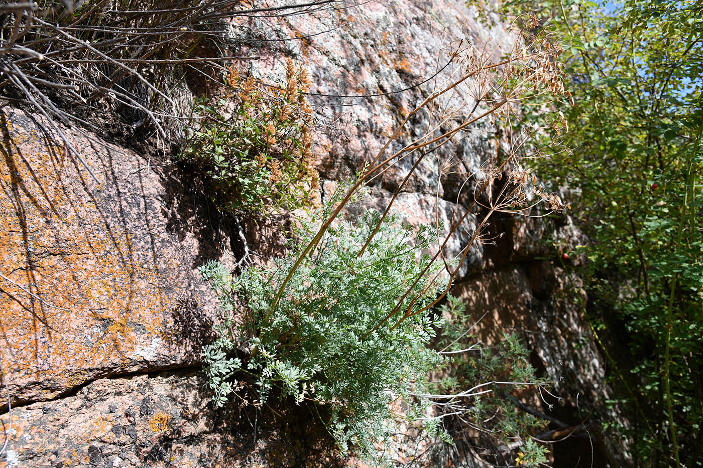 Image of Ferula transiliensis specimen.