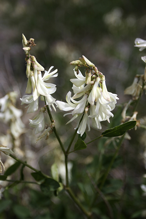 Изображение особи Hedysarum flavescens.