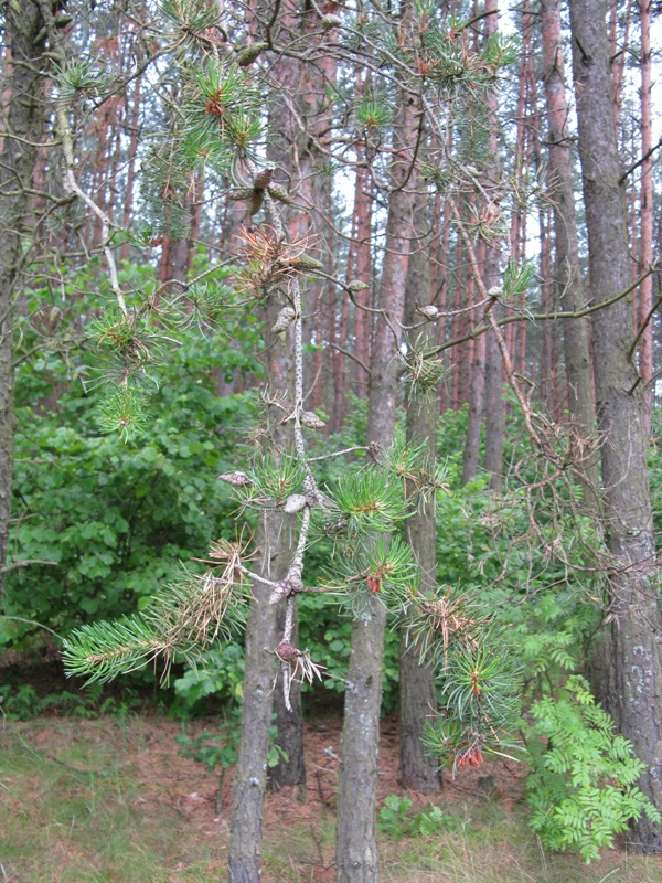 Image of Pinus banksiana specimen.