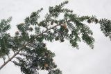 Tsuga canadensis