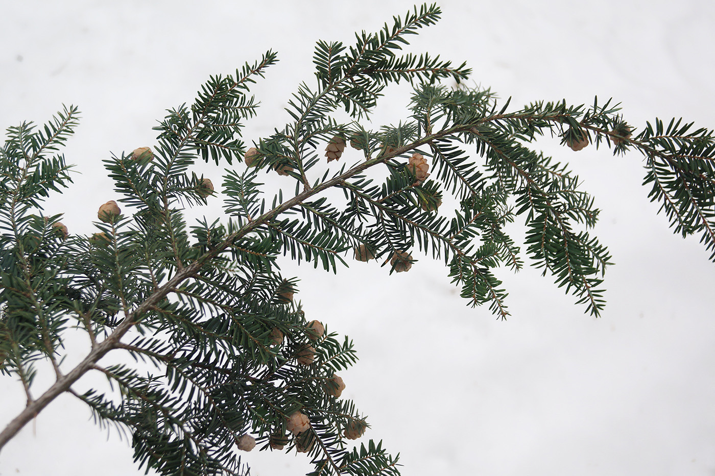 Изображение особи Tsuga canadensis.