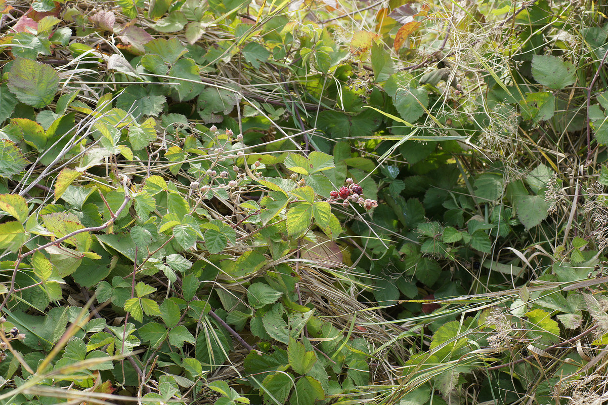 Image of genus Rubus specimen.