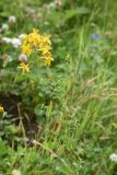 Hypericum perforatum