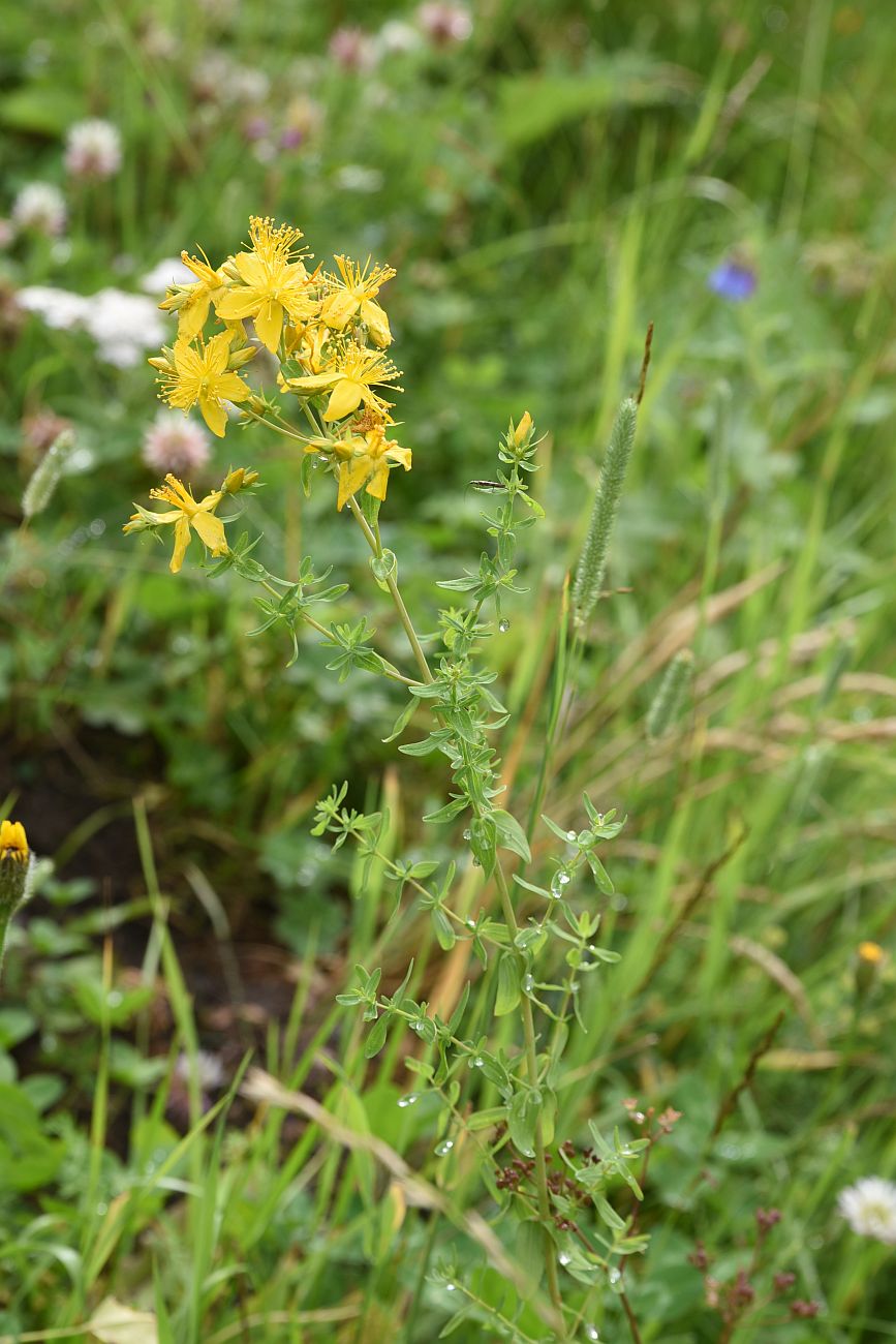 Image of Hypericum perforatum specimen.