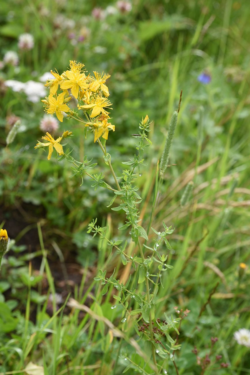 Изображение особи Hypericum perforatum.