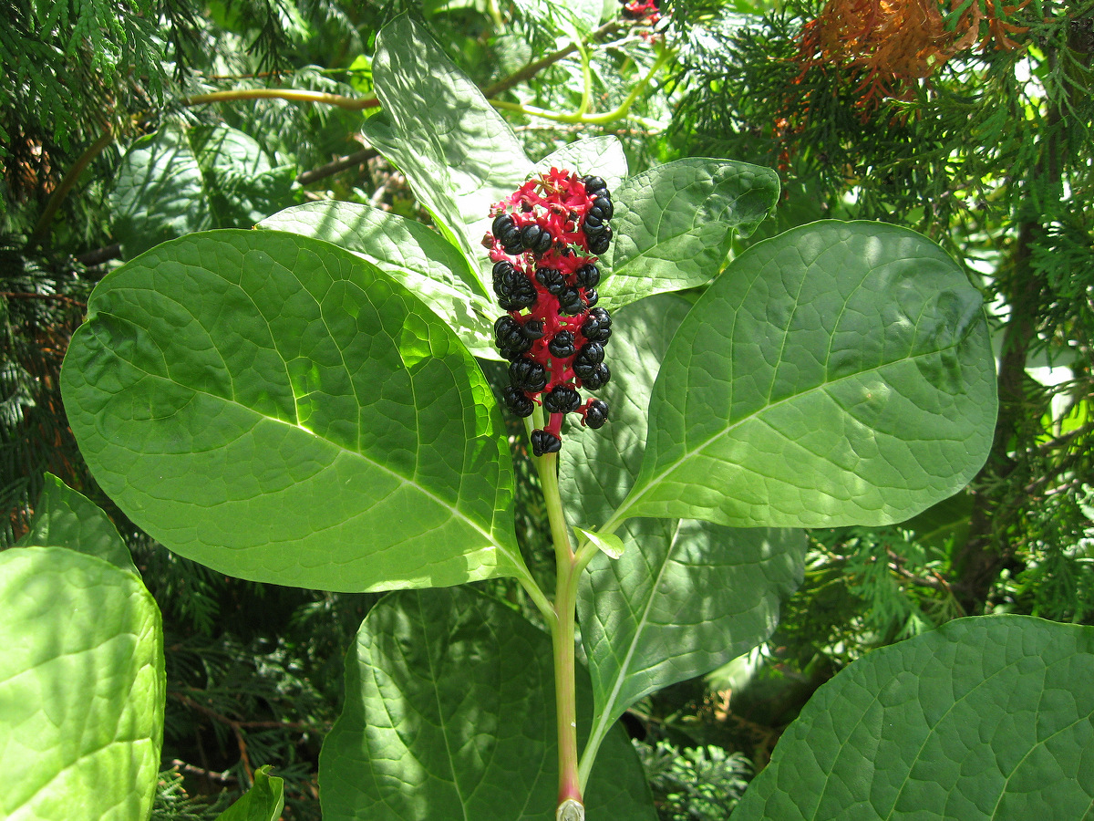 Изображение особи Phytolacca acinosa.