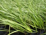 Acorus calamus