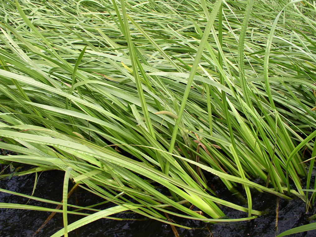 Аир болотный применение. АИР болотный (Acorus Calamus). АИР обыкновенный - Acorus Calamus. АИР болотный (Acorus Calamus l.).. • Acorus Calamus 'Aureovariegatus'.