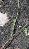 Crepis sonchifolia. Средняя часть стебля с листьями и основанием пазушного побега. Республика Ингушетия, Джейрахский р-н, окр. альплагеря \"Кязи\", выс. 2060 м н.у.м, правый борт долины ручья. 23 июля 2022 г.