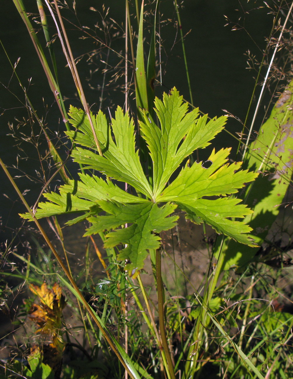 Изображение особи Trollius asiaticus.