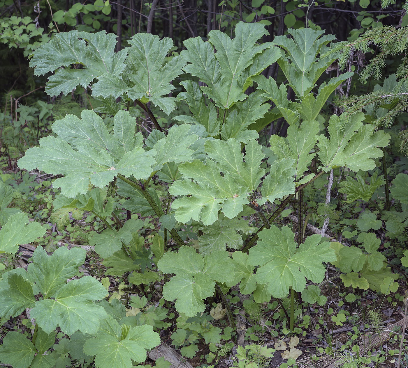 Image of Heracleum sosnowskyi specimen.