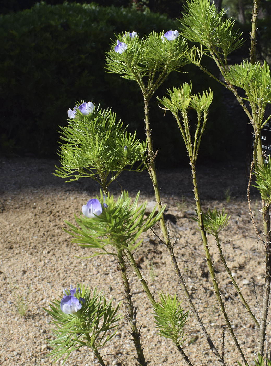 Изображение особи Psoralea pinnata.