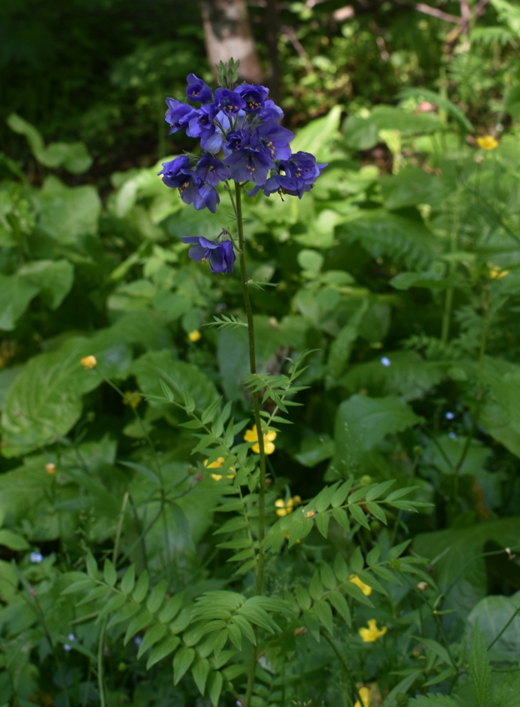 Image of Polemonium caeruleum specimen.