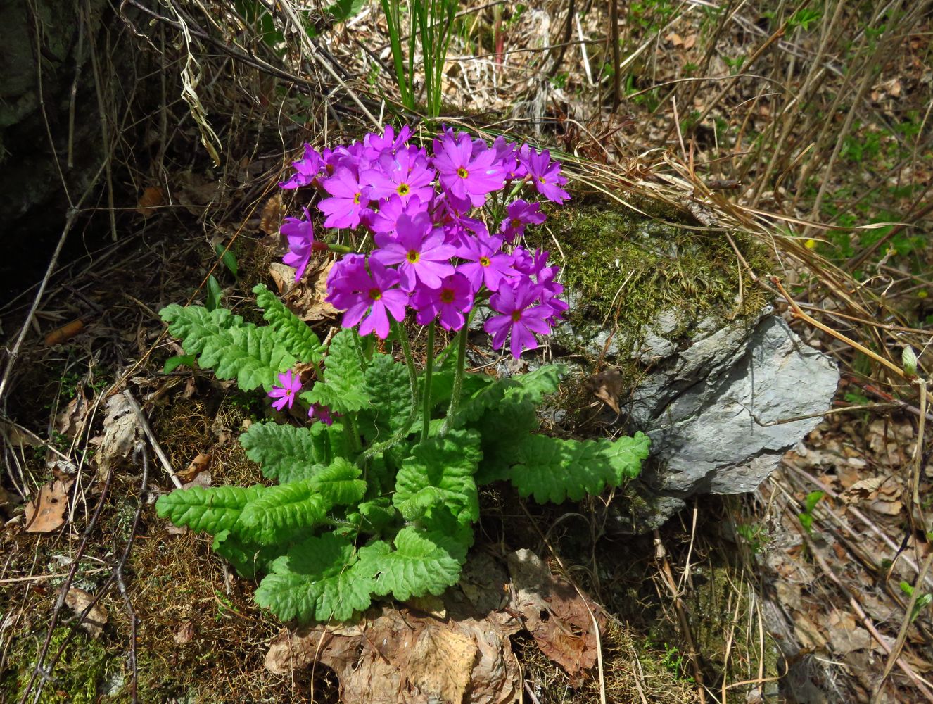 Изображение особи Primula cortusoides.