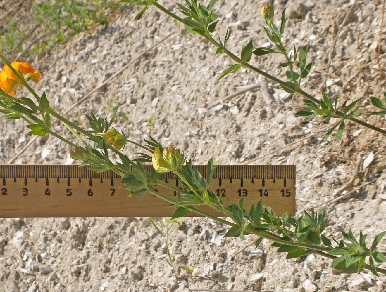 Image of Lotus caucasicus specimen.