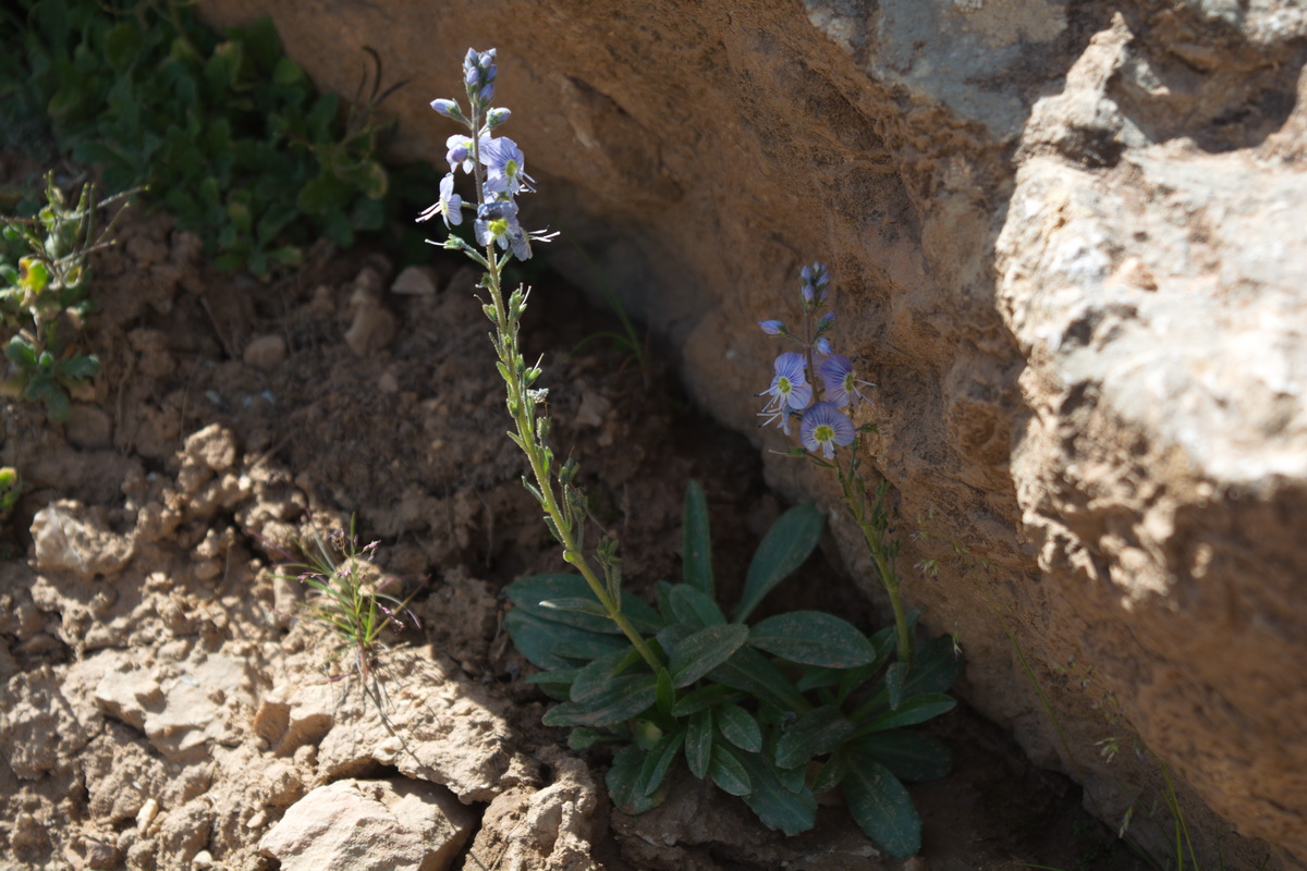 Image of genus Veronica specimen.