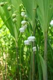 Convallaria keiskei