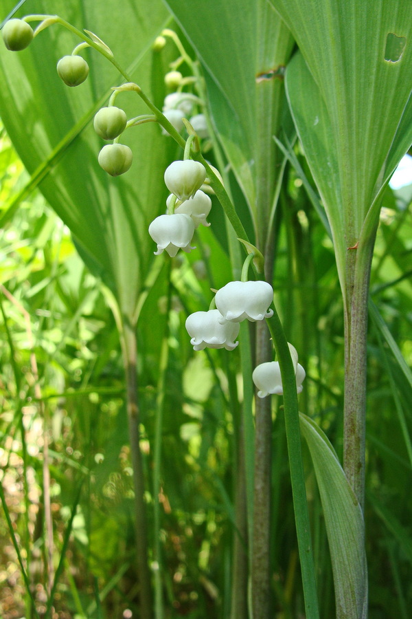 Image of Convallaria keiskei specimen.