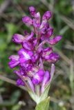 Anacamptis morio подвид caucasica. Соцветие. Республика Дагестан, Буйнакский р-н, хр. Нарат-Тюбе, остепненный участок по гребню ок. 610 м выс., н. у. м. 24 апреля 2023 г.