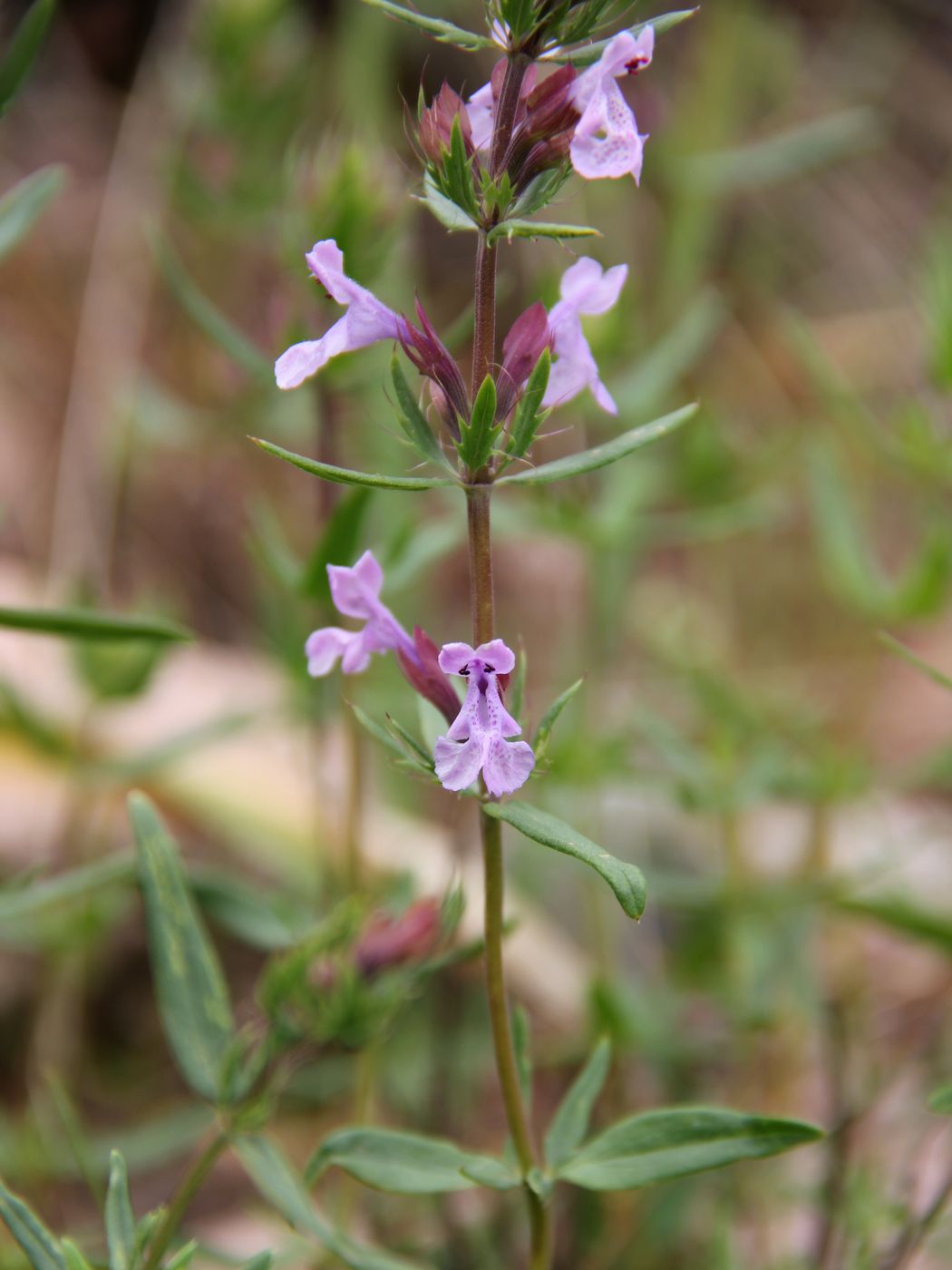 Image of Dracocephalum integrifolium specimen.