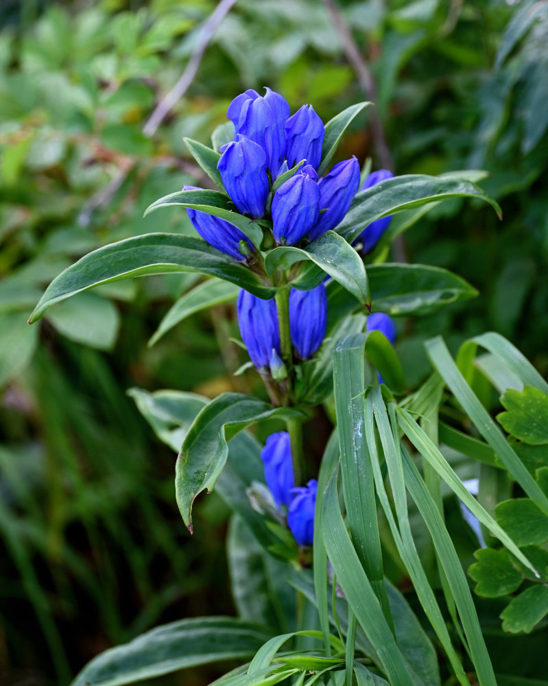 Изображение особи Gentiana triflora.