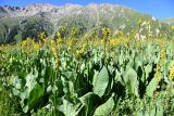 Ligularia heterophylla