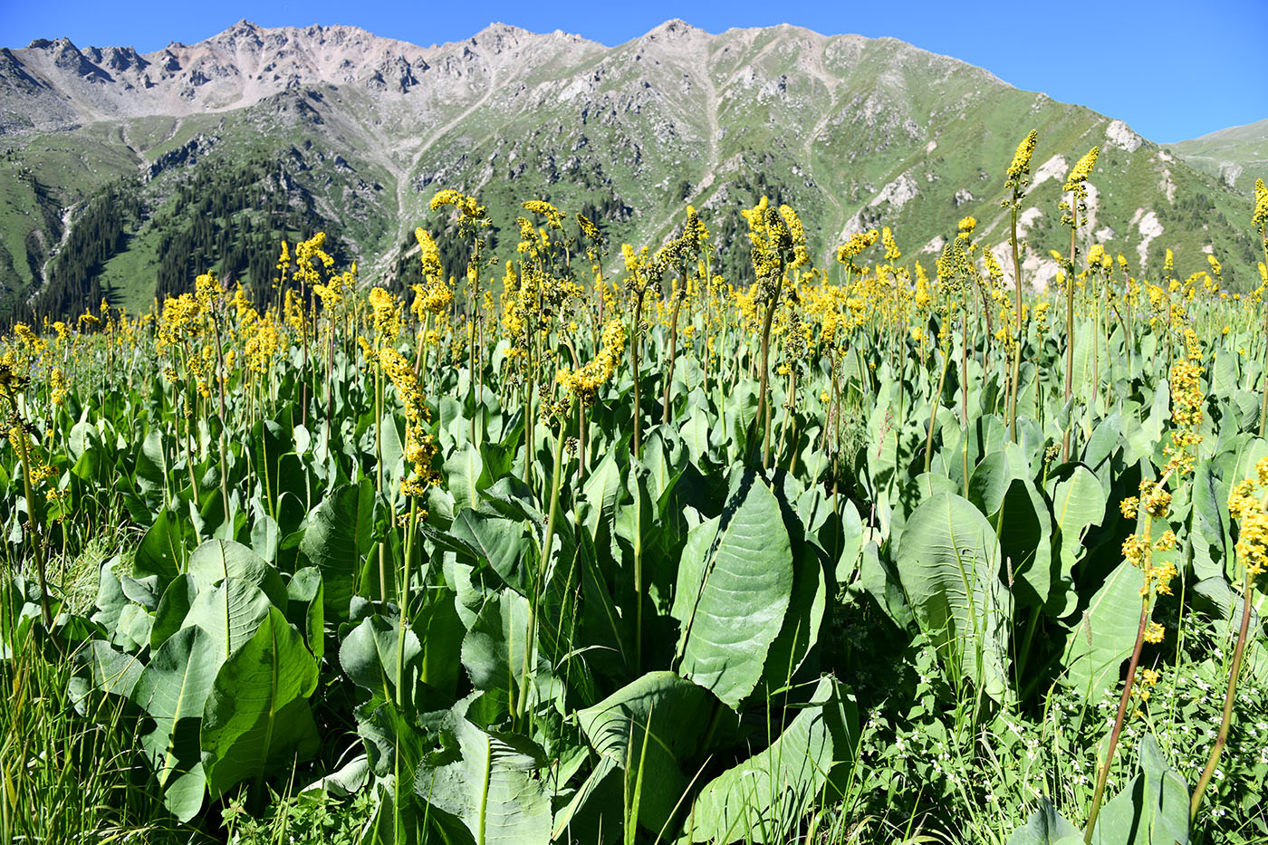 Изображение особи Ligularia heterophylla.